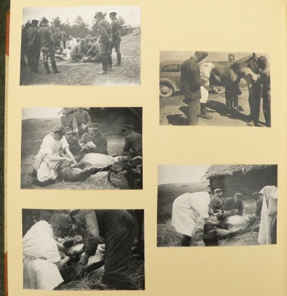 15617_Veterinar (25)
